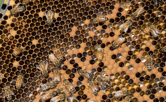 A celebration of honey bees and their importance within the flower industry