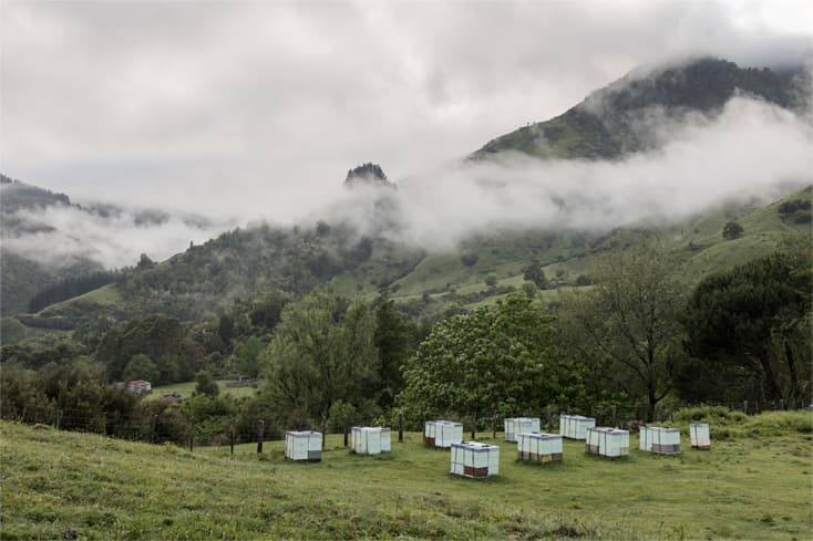 bee hives in a field
