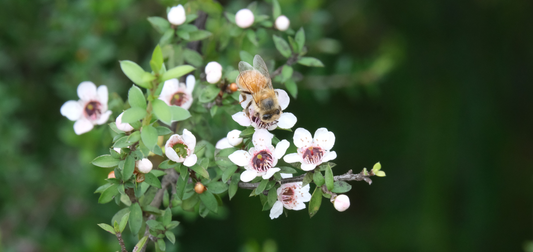 Honeybee foraging on white manuka flowers in bloom against a blurred green background