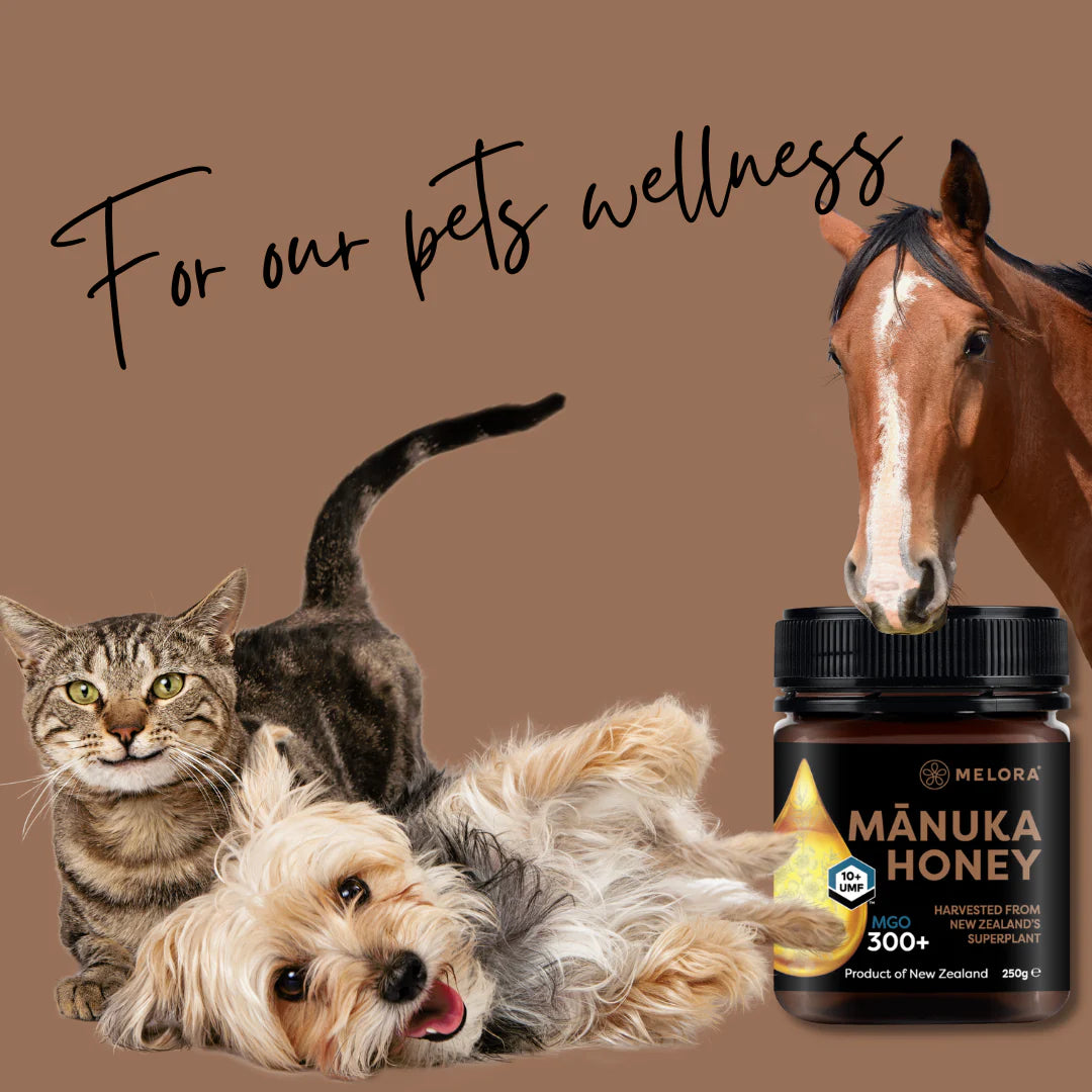 Manuka Honey for pet wellness